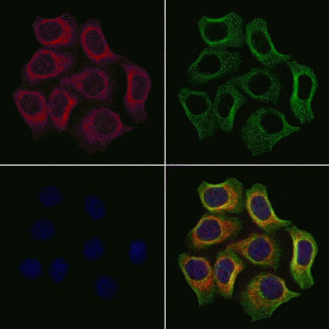 APOOL Antibody in Immunocytochemistry (ICC/IF)