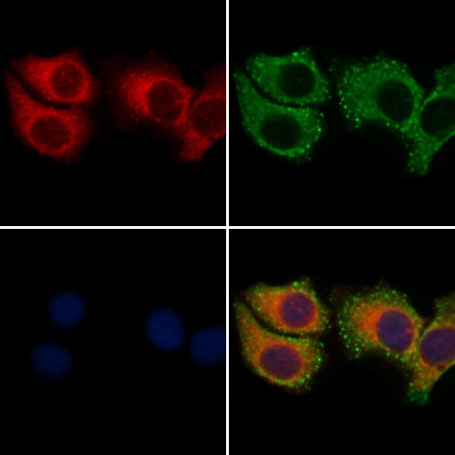ARHGEF19 Antibody in Immunocytochemistry (ICC/IF)
