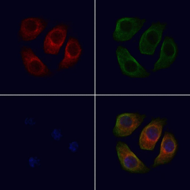 ARMX1 Antibody in Immunocytochemistry (ICC/IF)