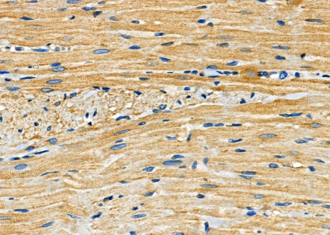 Arrdc4 Antibody in Immunohistochemistry (Paraffin) (IHC (P))