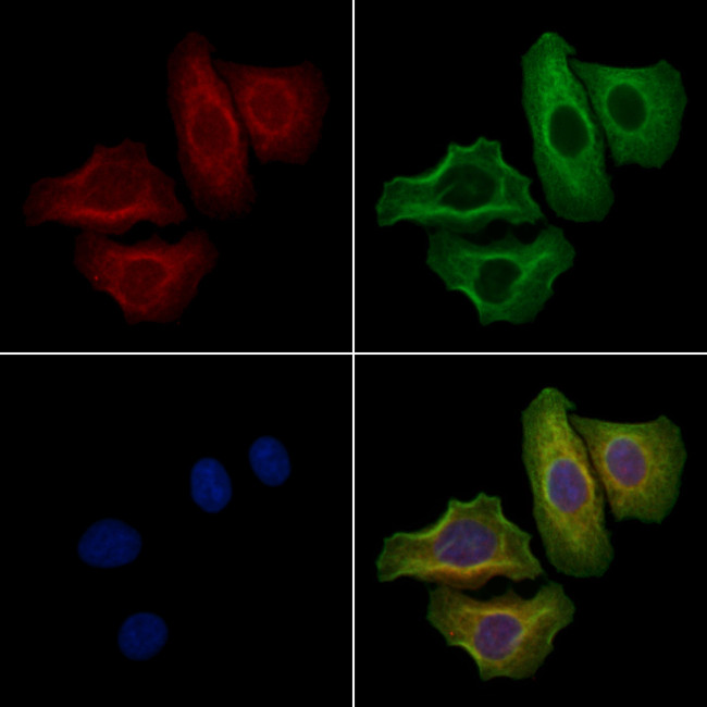 CABLES2 Antibody in Immunocytochemistry (ICC/IF)