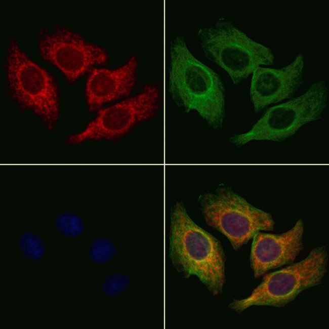 COX7A2/COX7A3 Antibody in Immunocytochemistry (ICC/IF)