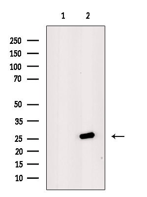 DCL-1 Antibody in Western Blot (WB)