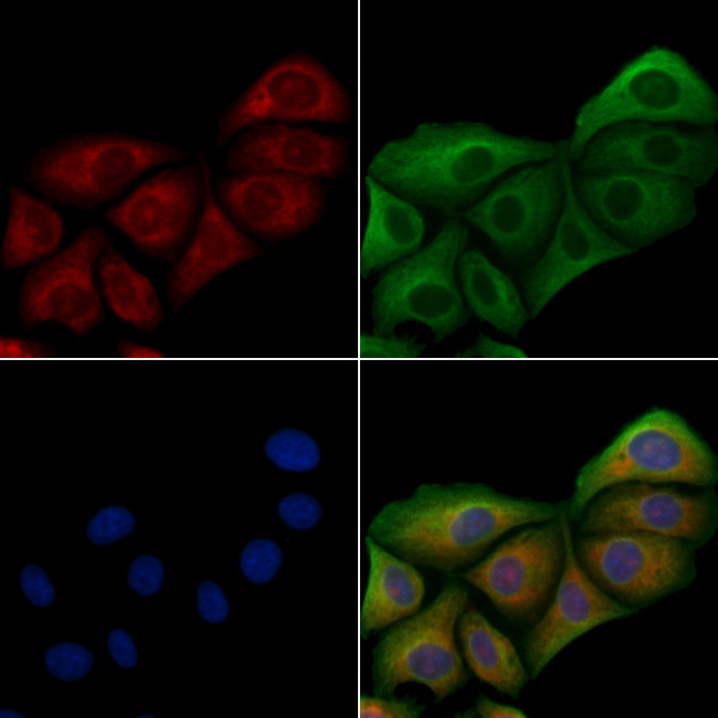 Mob3C Antibody in Immunocytochemistry (ICC/IF)