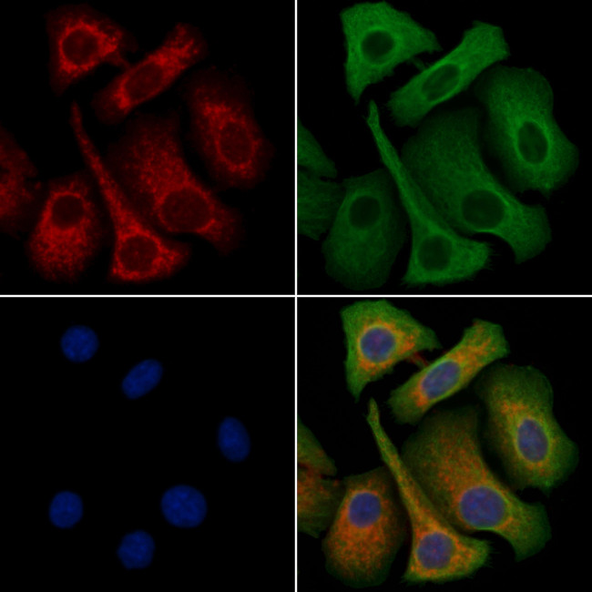 MRGPRF Antibody in Immunocytochemistry (ICC/IF)