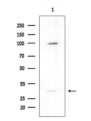 NANOGP8 Antibody in Western Blot (WB)