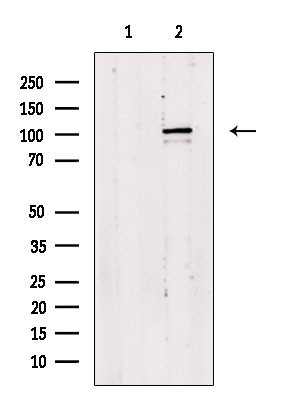 NFRKB Antibody in Western Blot (WB)