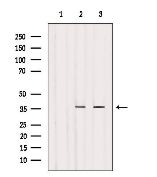 OR4N4 Antibody in Western Blot (WB)