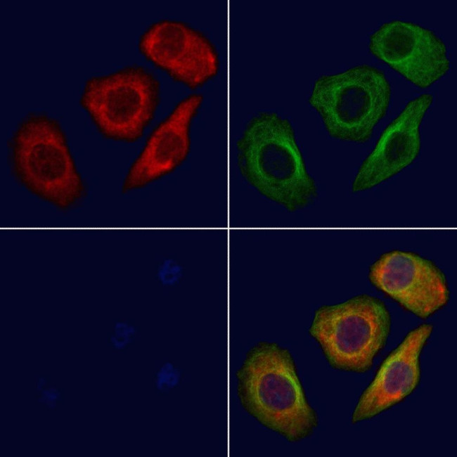 OR5AP2 Antibody in Immunocytochemistry (ICC/IF)