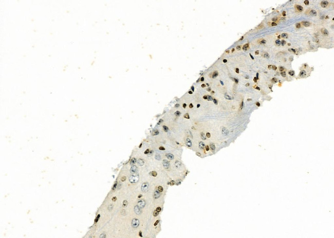 PAK7 Antibody in Immunohistochemistry (Paraffin) (IHC (P))