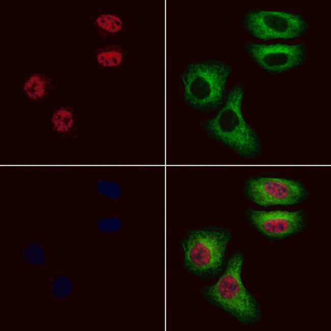 PEG3 Antibody in Immunocytochemistry (ICC/IF)