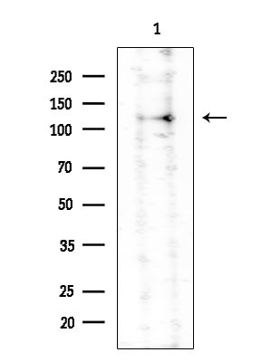 SFRS19 Antibody in Western Blot (WB)