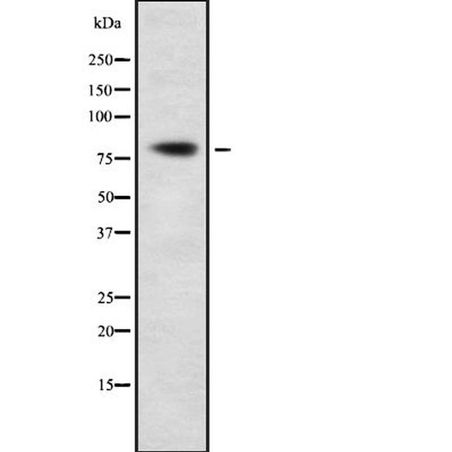 SP3/SP4 Antibody in Western Blot (WB)
