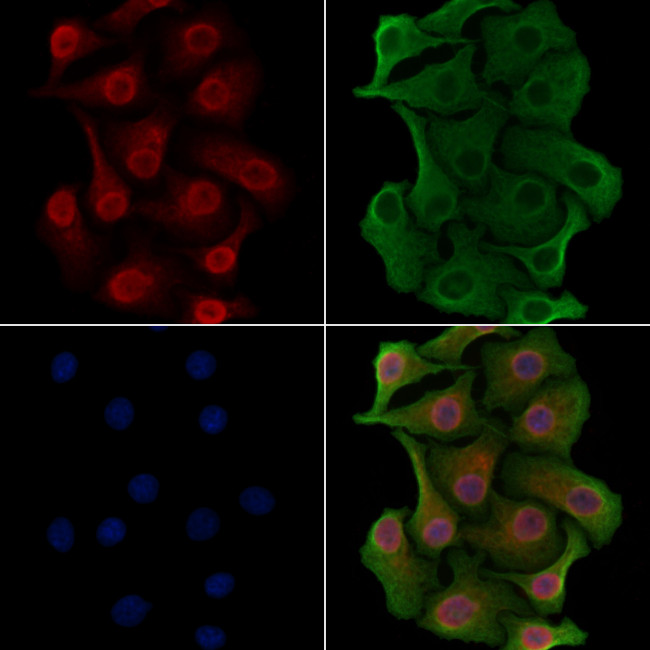 TLE4 Antibody in Immunocytochemistry (ICC/IF)