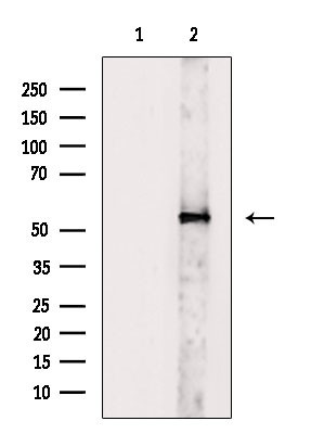 V-ATPase H Antibody in Western Blot (WB)