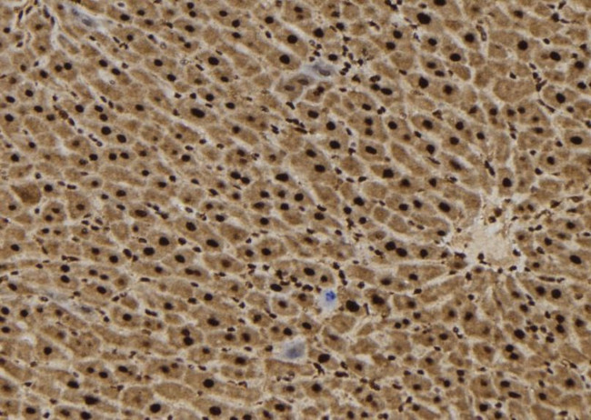 SFT2D3 Antibody in Immunohistochemistry (Paraffin) (IHC (P))
