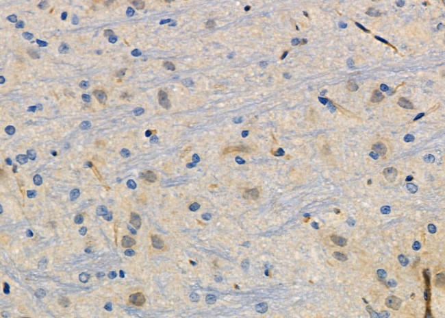 ZNF462 Antibody in Immunohistochemistry (Paraffin) (IHC (P))
