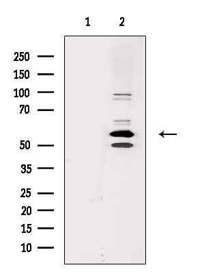 Cdc2L6 Antibody in Western Blot (WB)