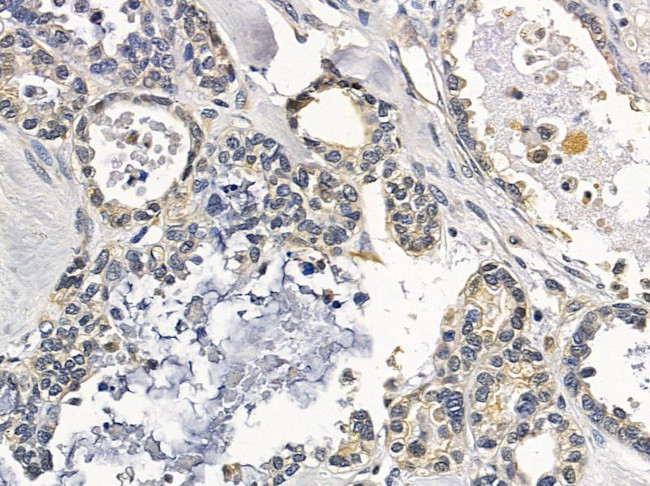 KLHL36 Antibody in Immunohistochemistry (Paraffin) (IHC (P))