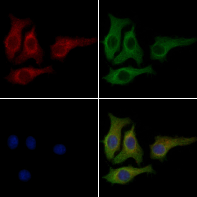 CCBE1 Antibody in Immunocytochemistry (ICC/IF)