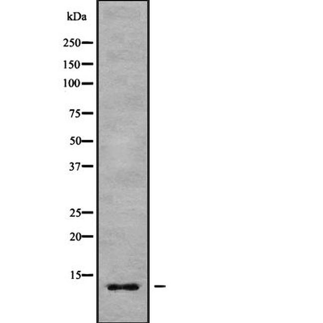 COX7B Antibody in Western Blot (WB)