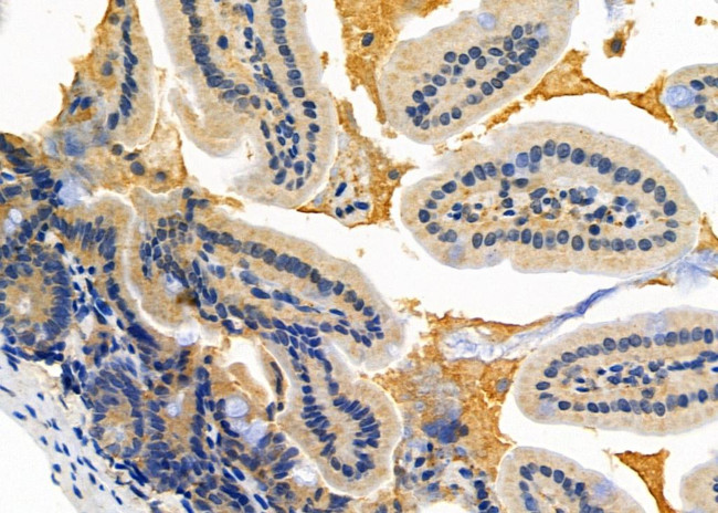 COX8A Antibody in Immunohistochemistry (Paraffin) (IHC (P))