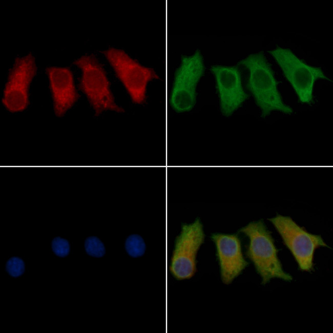 GRIP2 Antibody in Immunocytochemistry (ICC/IF)