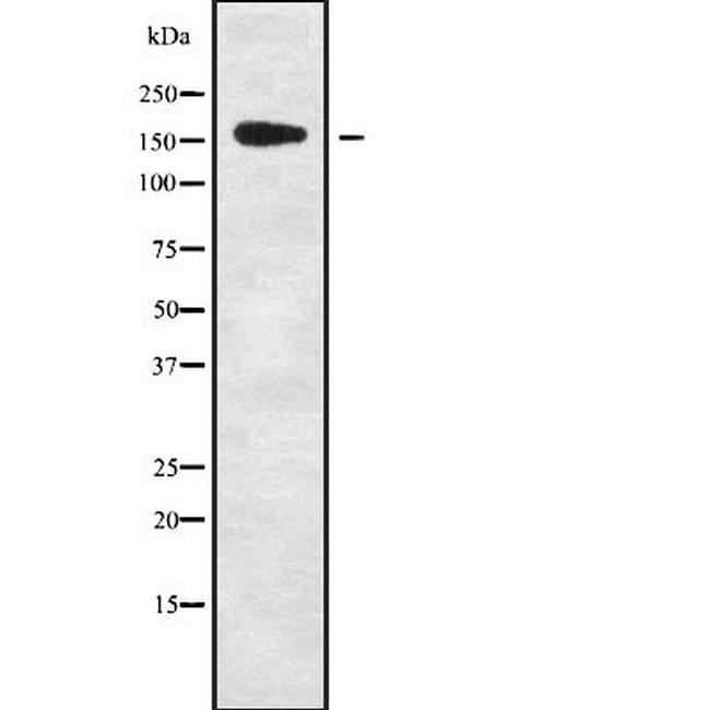 PIK3C2G Antibody in Western Blot (WB)