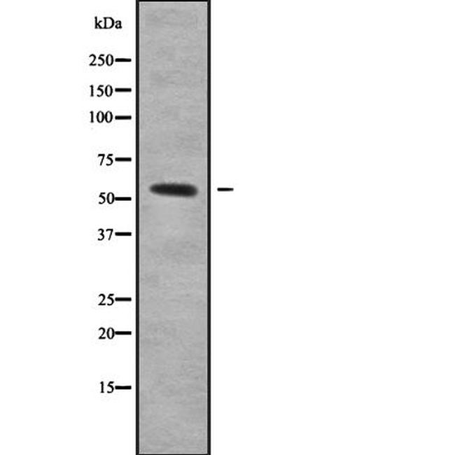 NEK3 Antibody in Western Blot (WB)