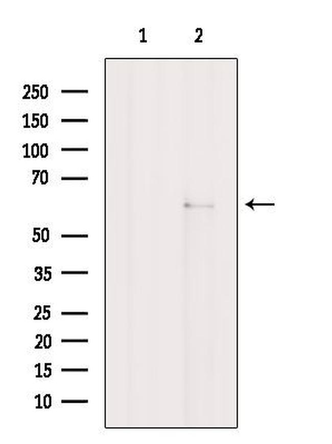 NRBP Antibody in Western Blot (WB)