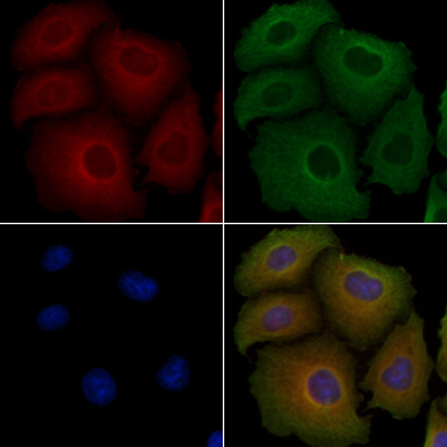 Apolipoprotein C1 Antibody in Immunocytochemistry (ICC/IF)