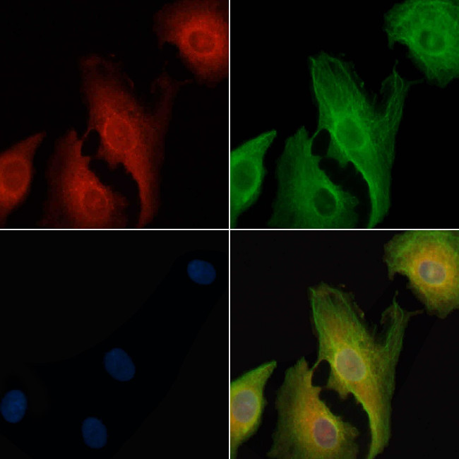 CD300b Antibody in Immunocytochemistry (ICC/IF)