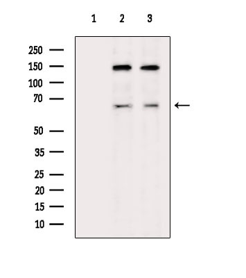PODXL2 Antibody in Western Blot (WB)