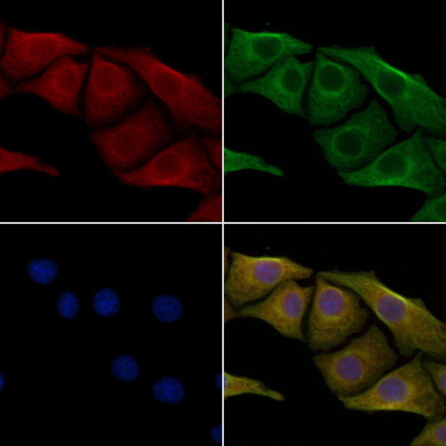 Cdc37L1 Antibody in Immunocytochemistry (ICC/IF)
