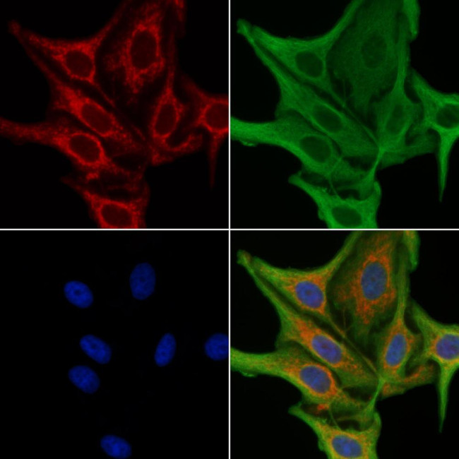 Relaxin 3 Antibody in Immunocytochemistry (ICC/IF)