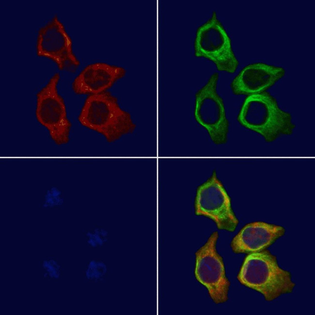 PSG3 Antibody in Immunocytochemistry (ICC/IF)
