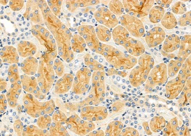 Relaxin 2 Antibody in Immunohistochemistry (Paraffin) (IHC (P))
