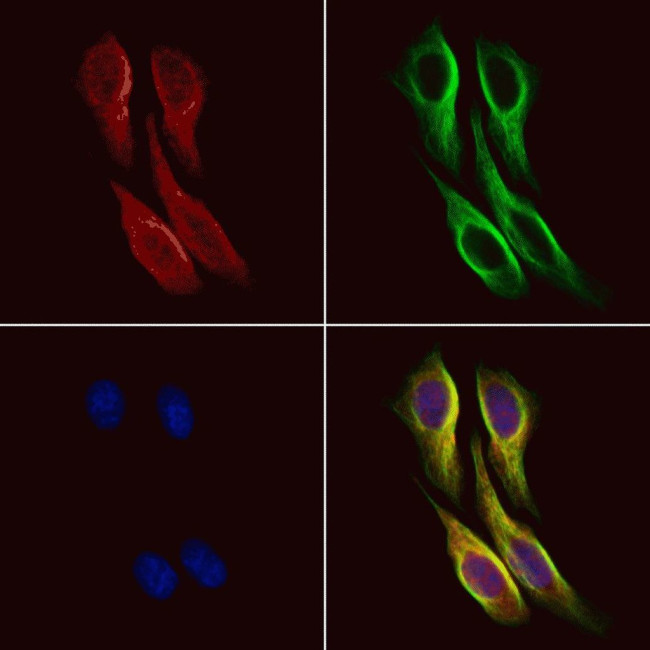 DNER Antibody in Immunocytochemistry (ICC/IF)
