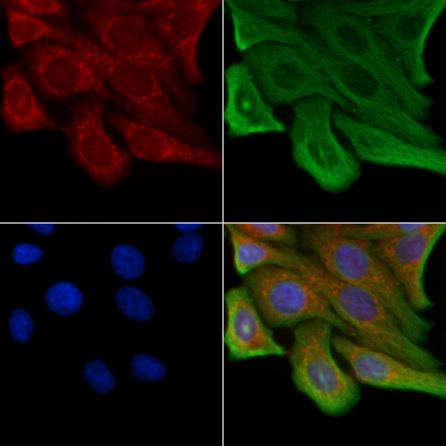 OR13J1 Antibody in Immunocytochemistry (ICC/IF)