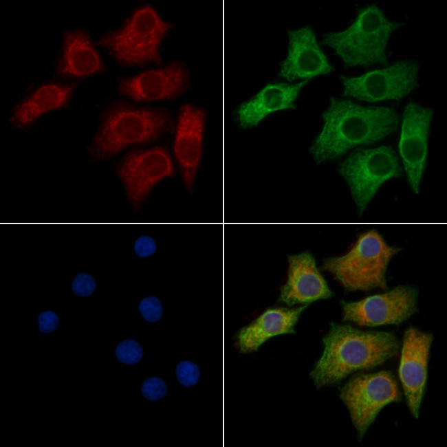 OR52J3 Antibody in Immunocytochemistry (ICC/IF)