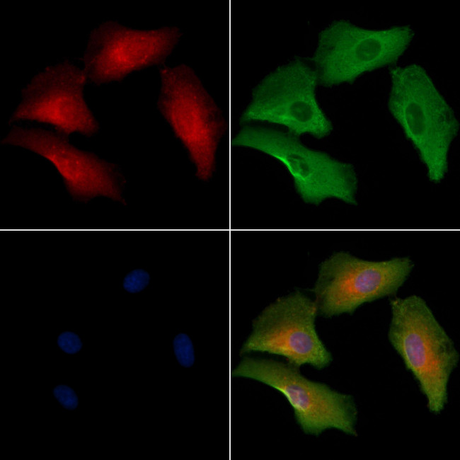OR1A2 Antibody in Immunocytochemistry (ICC/IF)