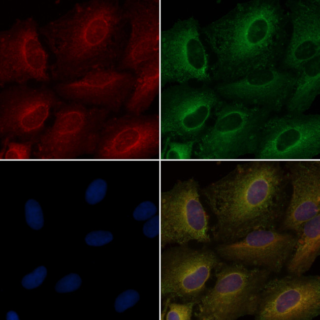 OR4D2 Antibody in Immunocytochemistry (ICC/IF)