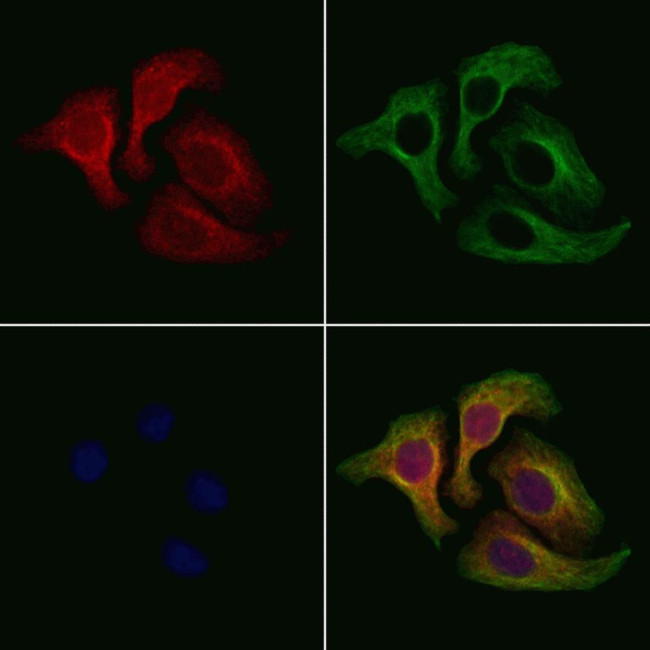 OR4D5 Antibody in Immunocytochemistry (ICC/IF)