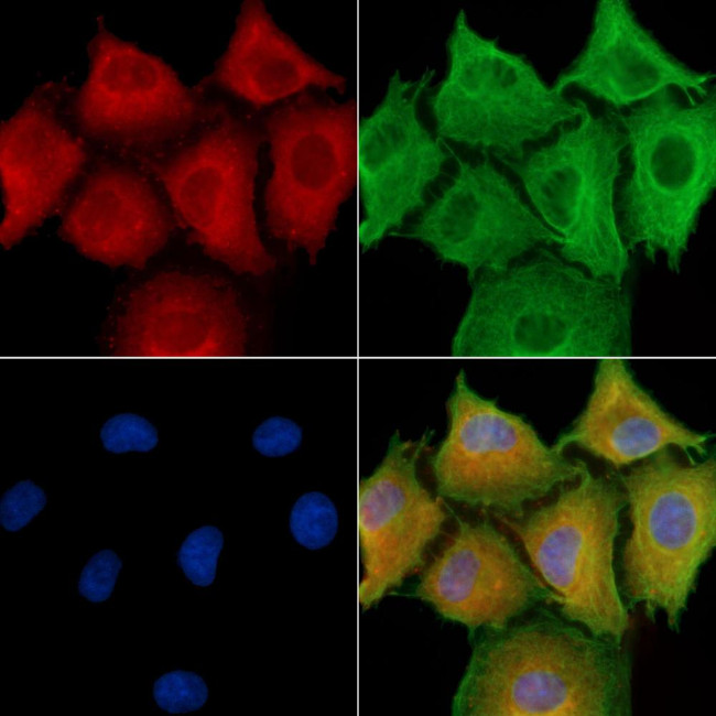 LGR7 Antibody in Immunocytochemistry (ICC/IF)