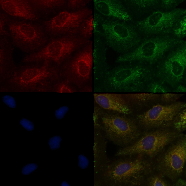 TAS2R9 Antibody in Immunocytochemistry (ICC/IF)