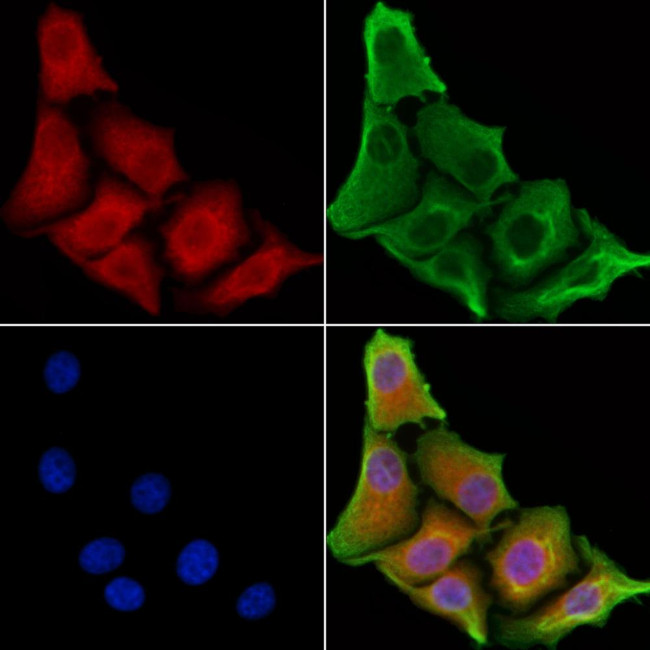 OR52N5 Antibody in Immunocytochemistry (ICC/IF)