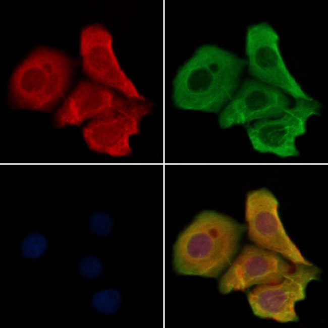 OR4N2 Antibody in Immunocytochemistry (ICC/IF)