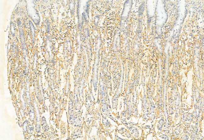 STOML2 Antibody in Immunohistochemistry (Paraffin) (IHC (P))