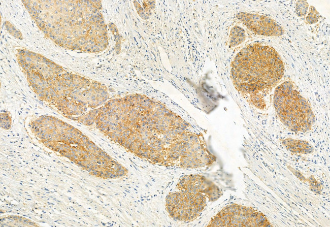 HEPACAM Antibody in Immunohistochemistry (Paraffin) (IHC (P))