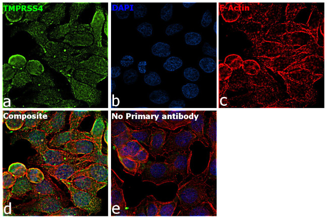 TMPRSS4 Antibody in Immunocytochemistry (ICC/IF)